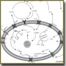 The Role of Ion Channels Expressed in Cerebral Endothelial Cells in the Functional Integrity of the Blood-Brain Barrier (Review)